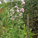 X Alcathea 'Parkrondell'
